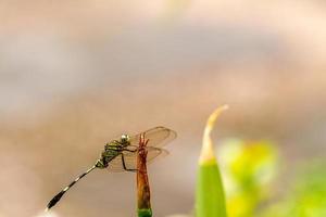 een groene libel met zwarte strepen op een gele irisbloemknop, wazige groene gebladerteachtergrond foto