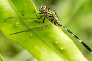 een groene libel met zwarte strepen zit op de bovenkant van het blad, de achtergrond van de groene bladeren is wazig foto