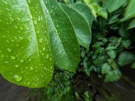 de bladeren van de zuurzak fruitboom zijn nog jong en nat van de regen, deze plant gedijt goed in de tropen foto