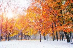 oktober berg beukenbos met eerste wintersneeuw foto