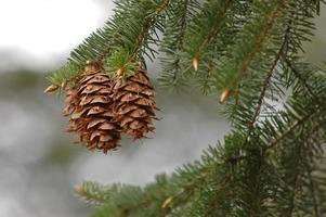 dennenappel in een bos foto