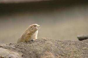 wilde schattige kleine bruine aardeekhoorn foto