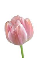 witte geïsoleerde roze tulp bloem foto