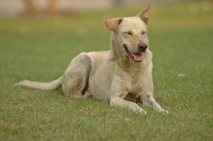 lachende Thaise hond in een park foto