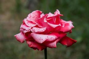 close-up van roze roos in een tuin. foto