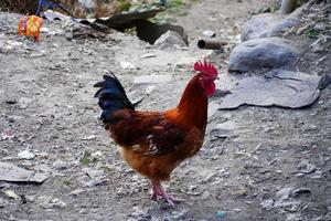 afbeelding van een Indiase kip stock foto's foto