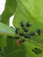 kleine insecten op guavebladeren vanmorgen foto