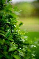 jonge groene lommerrijke scheuten van bladeren mooi, mooi natuurlijk concept foto
