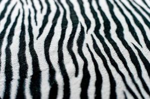 zebra zwart-wit achtergrondafbeelding mooi visueel concept foto