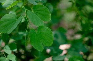 groene bladeren zijn in het groene gebied in het regenseizoen. overvloedige natuurlijke concepten foto