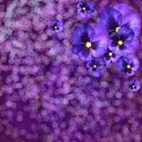 violet delicate bloemen, frame, achtergrond, kaart, uitnodiging foto
