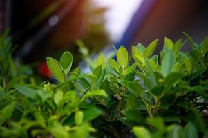 de toppen van groene theebladeren zijn rijk en aantrekkelijk. foto