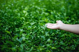 handen en topjes van groene thee die van nature mooi groen zijn foto