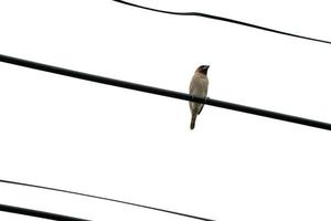 de ene bruine vogel hangt alleen aan de elektriciteitskabel met de open witte lucht. foto