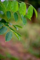 groene bladeren, groene bladfoto's die rijk zijn aan natuurgebieden concept van natuurliefde foto