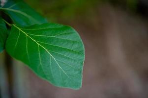 groene bladeren, groene bladfoto's die rijk zijn aan natuurgebieden concept van natuurliefde foto