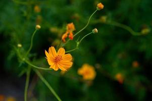 gele bloemen in een prachtige bloementuin, close-up met bokeh foto