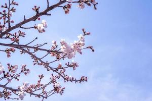 mooie yoshino kersenbloesems sakura prunus yedoensis boom bloeien in het voorjaar in het kasteelpark, kopieer ruimte, close-up, macro. foto