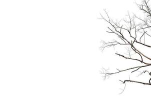 droge twijgen, droge bomen op een wit achtergrondobjectconcept foto