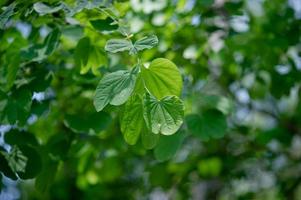 groene bladeren zijn in het groene gebied in het regenseizoen. overvloedige natuurlijke concepten foto