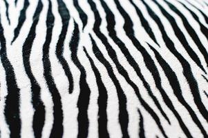 zebra zwart-wit achtergrondafbeelding mooi visueel concept foto