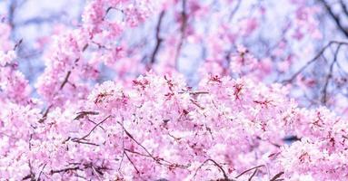 prachtige kersenbloesem sakura boom bloeien in het voorjaar in het kasteelpark, kopieer ruimte, close-up, macro. foto