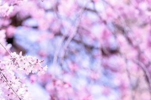 prachtige kersenbloesem sakura boom bloeien in het voorjaar in het kasteelpark, kopieer ruimte, close-up, macro. foto