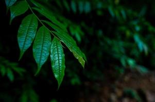 bladeren groeien in het regenwoudgebied foto