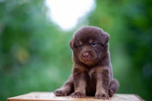 schattige bruine puppy's die op tafel zitten foto