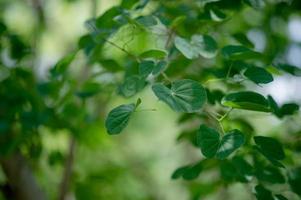 groene bladeren zijn in het groene gebied in het regenseizoen. overvloedige natuurlijke concepten foto