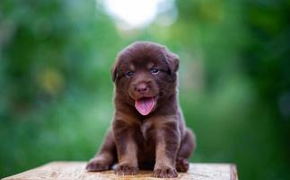 schattige bruine puppy's die op tafel zitten foto