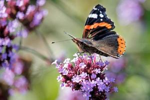 rode admiraalvoedt zich met een buddleia foto