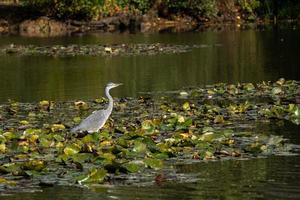 grijze reiger waadt door een meer op zoek naar vis bij de waterlelies foto