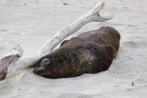 Nieuw-Zeelandse zeeleeuw bijna in slaap op het strand foto