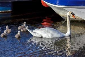 knobbelzwanen met jonge zwanen foto