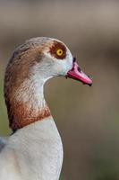 close-up van Egyptische gans foto