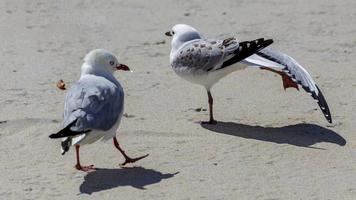 juveniele roodsnavelmeeuwen op een strand in nieuw-zeeland foto