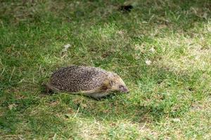 Europese egel in het gras foto