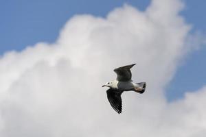 Kokmeeuw vliegen over tilgate park lake foto