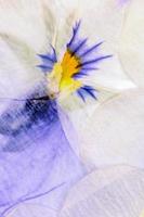 geperste bloemen abstract foto