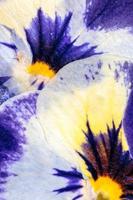 geperste bloemen abstract foto