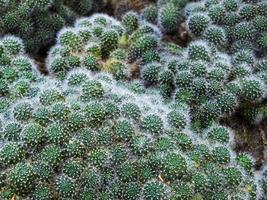 een overvloed aan rebutia-cactus foto