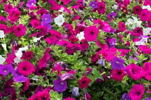 petunia-bloemendisplay in East Grisstead West Sussex foto