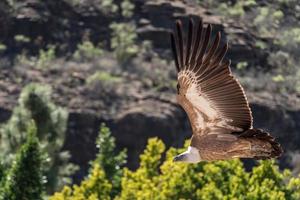 maspalomas, gran canaria, spanje, 2022. vale gier tijdens de vlucht in palmitos park, maspalomas, gran canaria, canarische eilanden, spanje op 8 maart 2022 foto