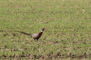 gemeenschappelijke fazant die over een veld loopt in East Grisstead foto