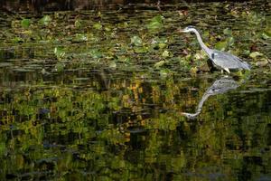 grijze reiger waadt door een meer op zoek naar vis bij de waterlelies foto