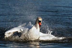 knobbelzwaan die in het water spettert foto