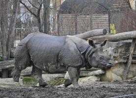 neushoorn zoogdier dier foto