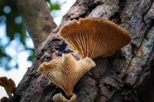 paddenstoelen groeien in bomen foto