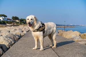 golden retriever op het strand foto